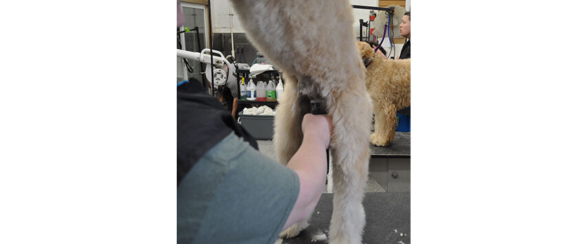 The Soft-Coated Wheaten Terrier
